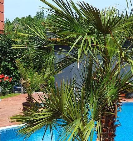 Apartament Cacao Residence サニービーチ エクステリア 写真